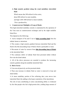 High osmotic gradient along the renal medullary interstitial fluid