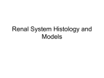 Renal System Histology and Models
