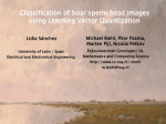 Classification of boar sperm head images using Learning Vector