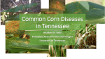 Common Corn Diseases in Tennessee