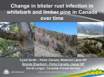 Change in blister rust infection in whitebark and limber pine in