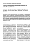 Transformation of Maize Cells and Regeneration of