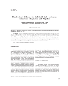 Ultrastructural Evidences for Endothelial Cell - Leukocytes