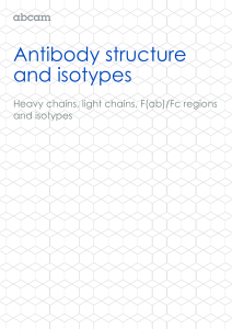 Antibody structure and isotypes
