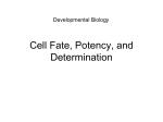 Cell Fate, Potency, and Determination