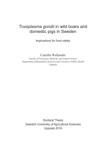 Toxoplasma gondii in wild boars and domestic pigs in Sweden
