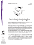 pIRES2-AcGFP1 Vector - Clontech Laboratories, Inc.