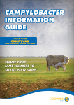 campylobacter information guide