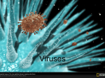 Viruses - Emerald Meadow Stables