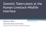 A Review of Zoonotic Tuberculosis at the Human-Livestock
