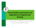 Animal Welfare Assessment and Application to Pregnant Sow Housing