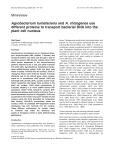 Agrobacterium tumefaciens and A. rhizogenes use different proteins