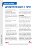 Common Skin Diseases in Horses