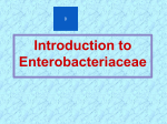 Enterobacteriaceae Intro