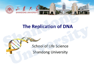 The Replication of DNA