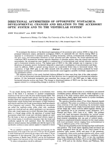 directional asymmetries of optokinetic nystagmus: developmental