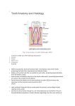 Tooth Anatomy and Histology File