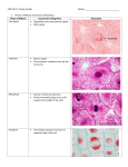 Cell Part 2: Study Guide Name: Phases of Mitosis and Events Taking