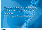 How sustainable are the dairy cattle breeding programs in Oceania?