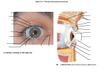 Figure 15.1 The eye and accessory structures.