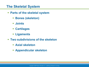 Classification of Bones Figure 5.1a