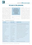 Viruses in the placenta