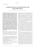 Cytoskeletal Changes of Mesenchymal Stem Cells During