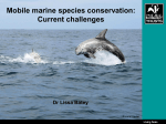 Mobile marine species conservation: Current
