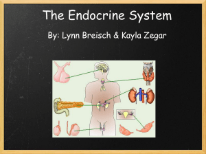 What is the Endocrine System?