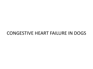 CONGESTIVE HEART FAILURE IN DOGS