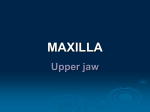 MAXILLA upper jaw