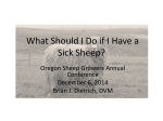 What Should I Do If I Have A Sick Sheep?