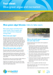 Blue-green algae and recreation fact sheet