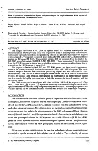 Gene organization, transcription signals and processing of the