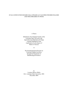 EVALUATION OF ROUGH BRUCELLA STRAINS AS VACCINES