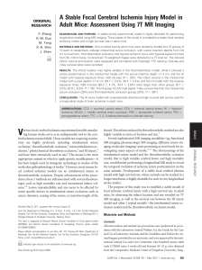 A Stable Focal Cerebral Ischemia Injury Model in Adult Mice