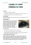 causes of white corneas in dogs