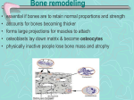 Bone remodeling - DOCEGG ANATOMY SITE docegg.com