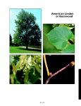 American Linden or Basswood