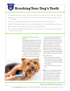 Brushing Your Dog`s Teeth - Today`s Veterinary Technician