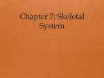 Chapter 6: Skeletal System