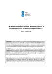 Caracterización funcional de la interacción de la proteïna p53 con la