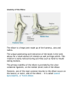 Anatomy of the Elbow The elbow is a hinge joint made up of the