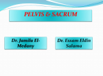 Sacrum and pelvis