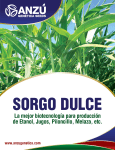 SORGO-DULCE