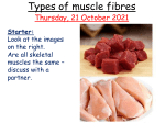Types-of-muscle-fibres