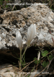 Some New Crocus Taxa (Iridaceae) from Western Turkey and East Aegean Islands. Rukšāns, 2015 Apr, Nr64