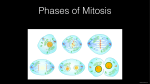 Phases+of+Mitosis+KN+PDF