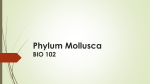 Phylum Mollusca