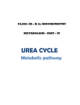 METABOLISM - UREA CYCLE-converted